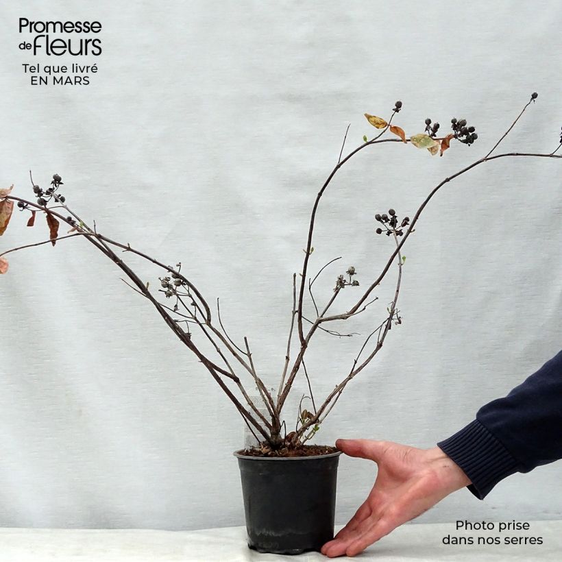 Example of Millepertuis Magical White Kolmawhi - Hypericum (x) inodorum  Pot van 1,5 l/2 l as you get in printemps