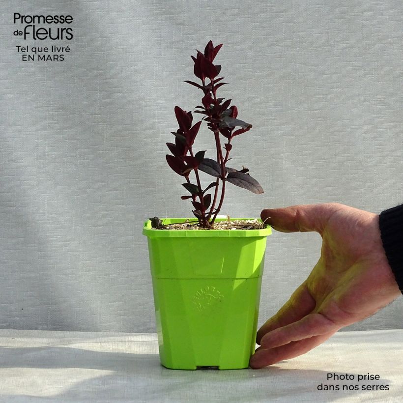 Example of Millepertuis Miracle Night - Hypericum Pot van 3 l/4 l as you get in hiver