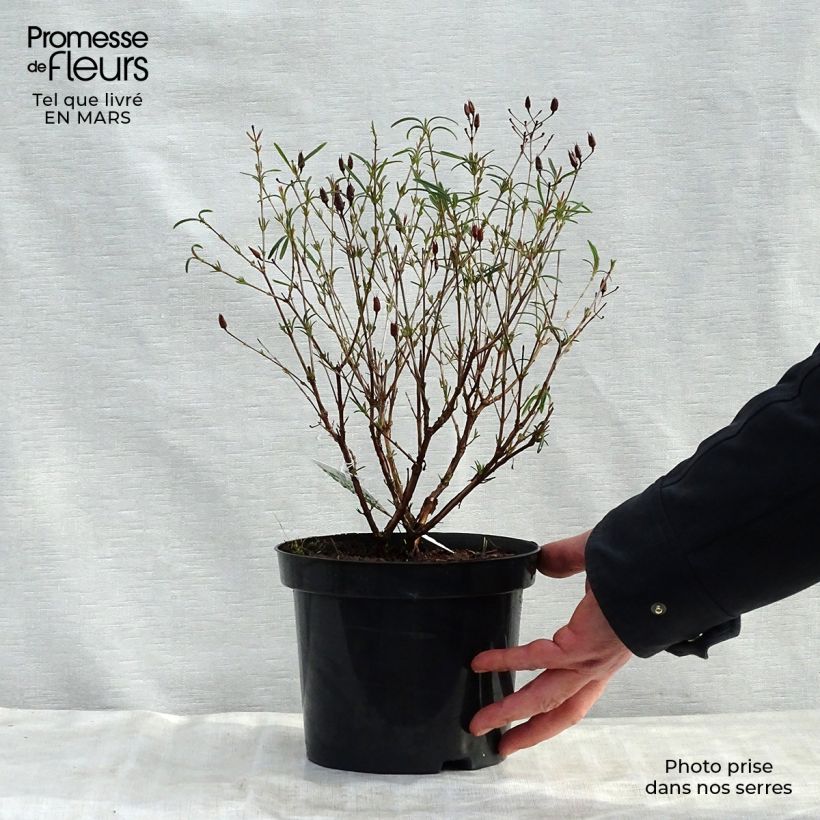 Exemplaar van Hypericum kalmianum Gemo - Kalm's hertshooi Pot van 3 l/4 l zoals geleverd in de lente