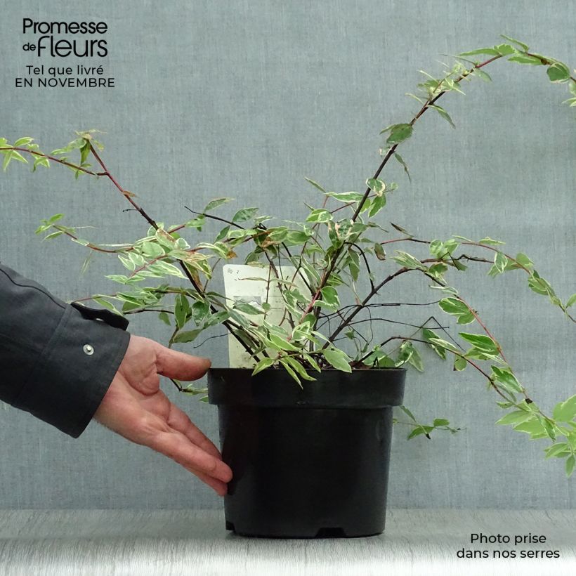 Exemplaar van Hypericum moserianum Tricolor - Hertshooi tricolor Pot van 3 l/4 l zoals geleverd in de herfst