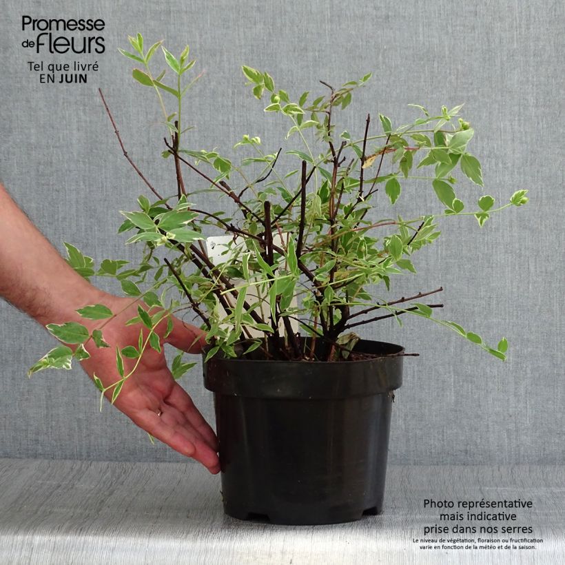 Exemplaar van Hypericum moserianum Tricolor - Hertshooi tricolor Pot van 3 l/4 l zoals geleverd in de zomer