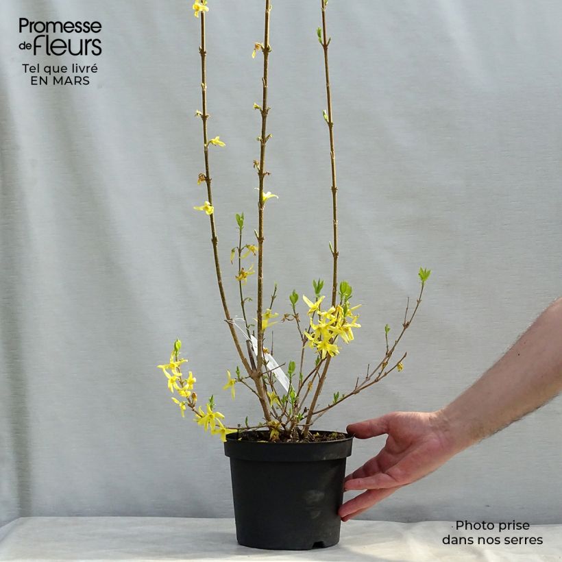 Example of Forsythia intermedia Lynwood - Chinees klokje Pot van 2 l/3 l as you get in hiver