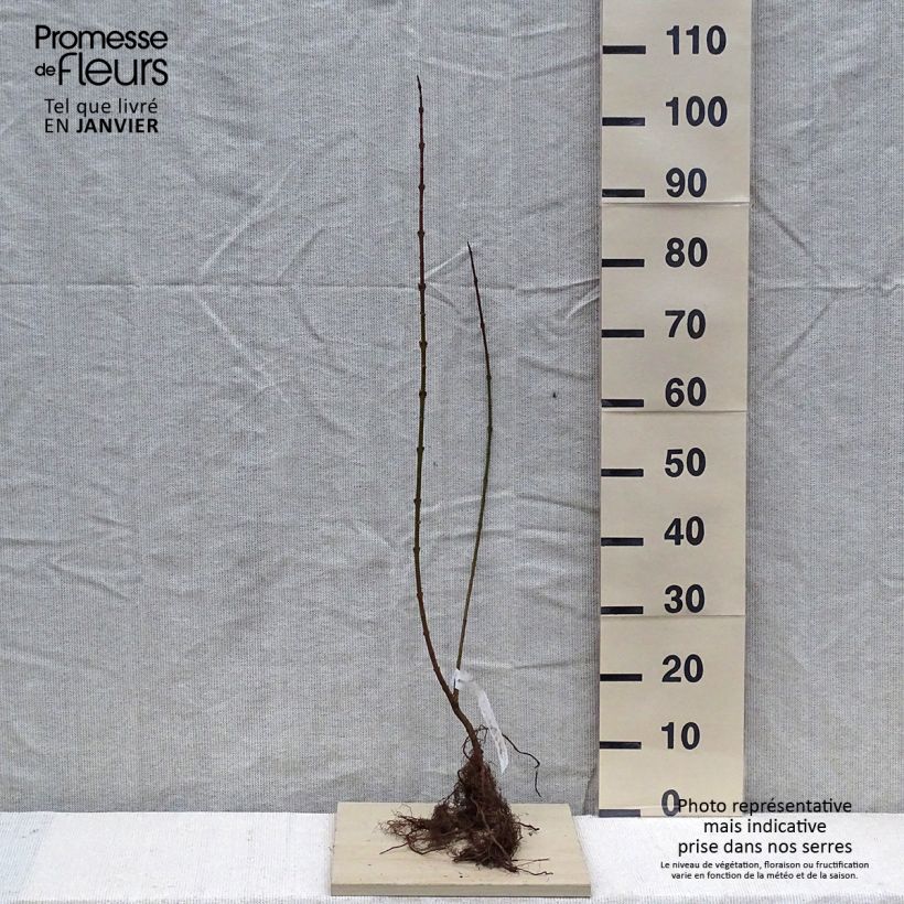 Example of Forsythia intermedia Lynwood - Chinees klokje Naakte wortel as you get in hiver