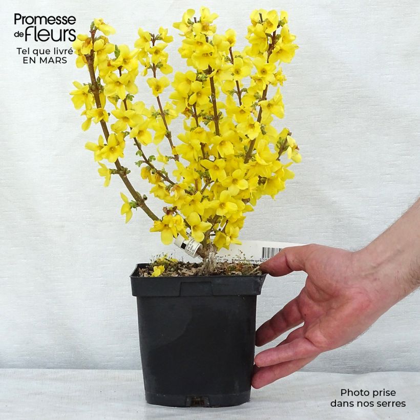 Example of Mimosa de Paris - Forsythia x intermedia Mindor Pot van 2 l/3 l as you get in hiver