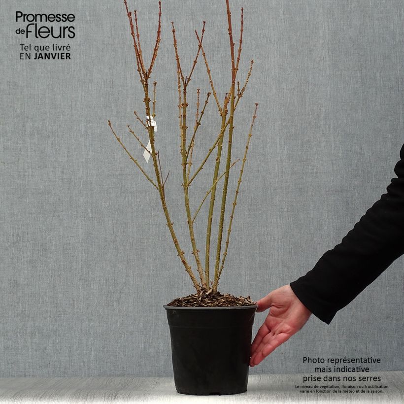 Example of Mimosa de Paris - Forsythia x intermedia Mindor Pot van 4 l/5 l as you get in hiver