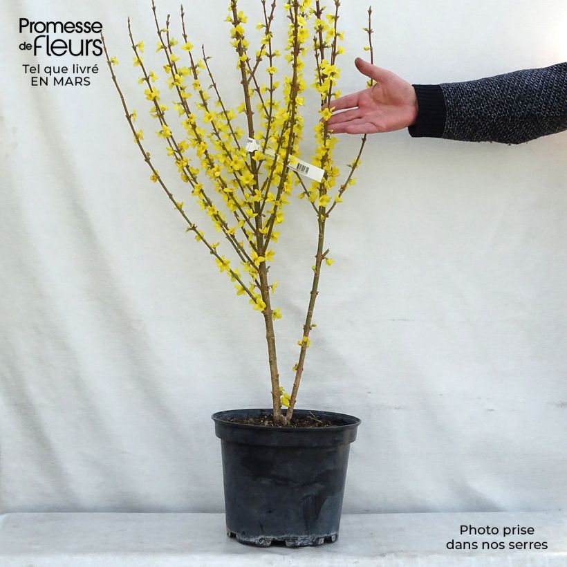 Example of Mimosa de Paris - Forsythia x intermedia Mindor Pot van 7,5 l/10 l as you get in hiver