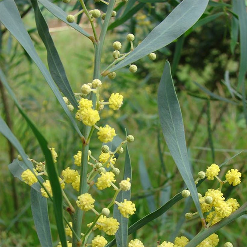 Acacia retinodes - Mimosa der vier seizoenen (Foliage)