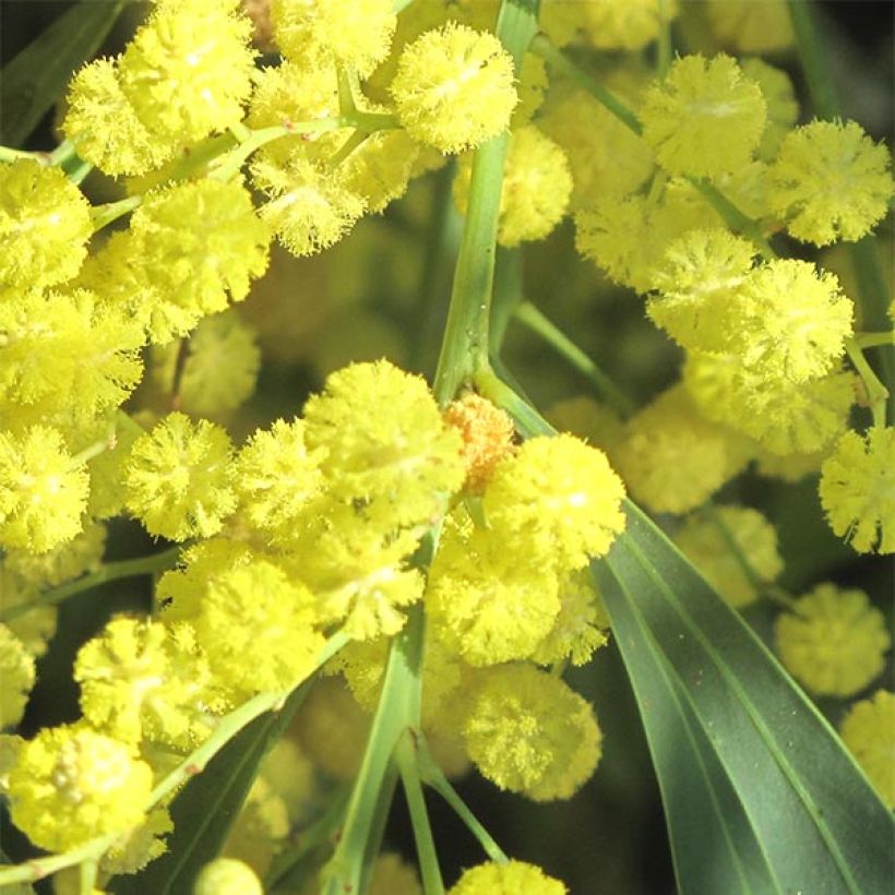 Acacia retinodes - Mimosa der vier seizoenen (Flowering)
