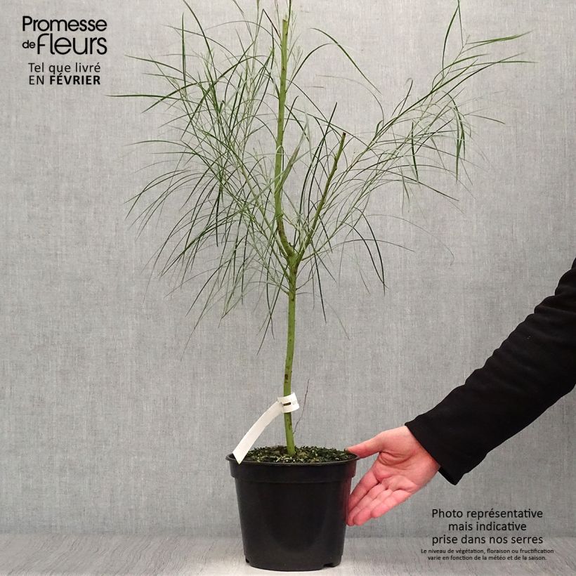 Example of Acacia retinodes - Mimosa der vier seizoenen Pot van 2 l/3 l as you get in hiver