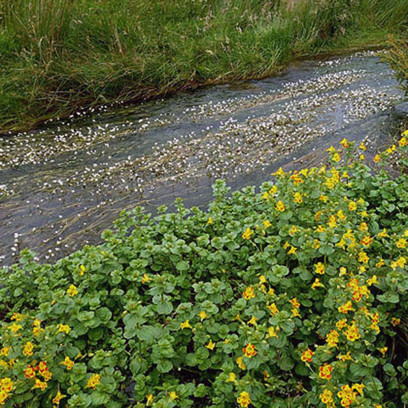 Mimulus luteus - Gele maskerbloem (Foliage)