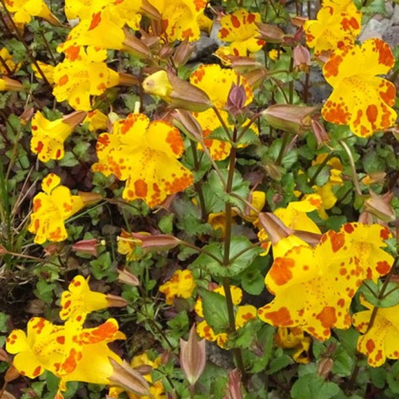 Mimulus luteus - Gele maskerbloem (Flowering)
