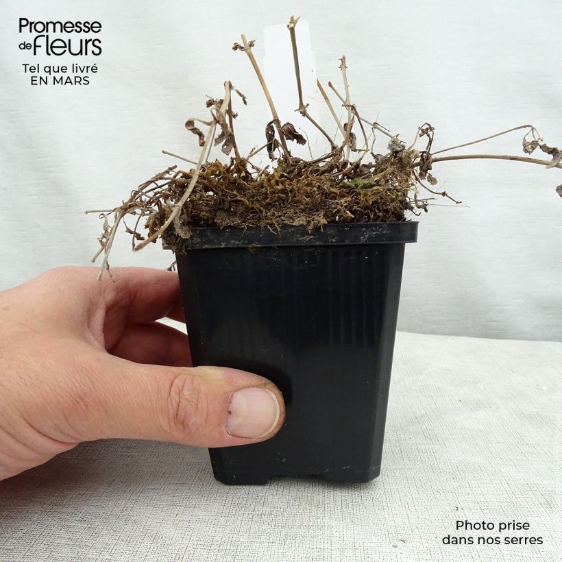 Exemplaar van Mimulus luteus - Gele maskerbloem Kweekpotje van 8/9 cm zoals geleverd in de lente