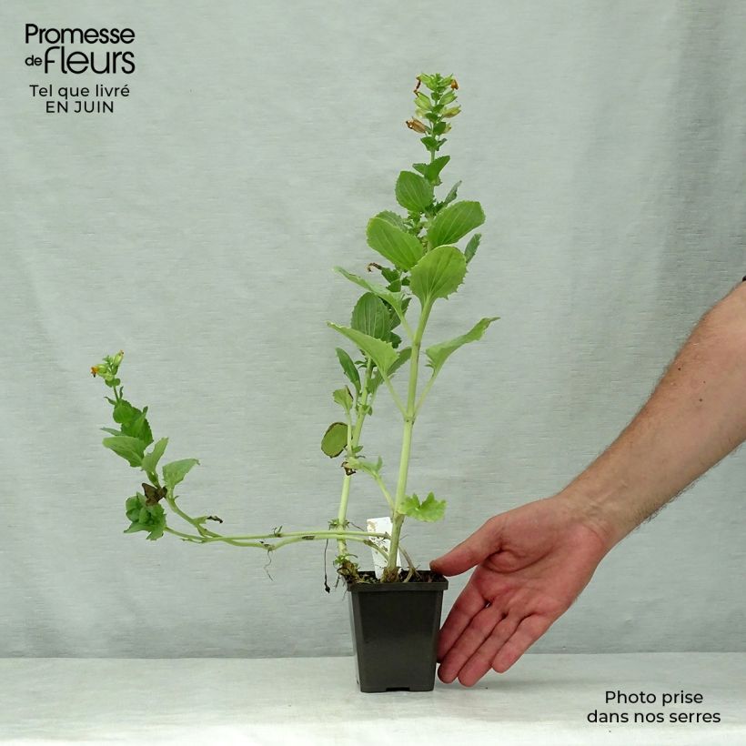 Exemplaar van Mimulus luteus - Gele maskerbloem Kweekpotje van 8/9 cm zoals geleverd in de zomer