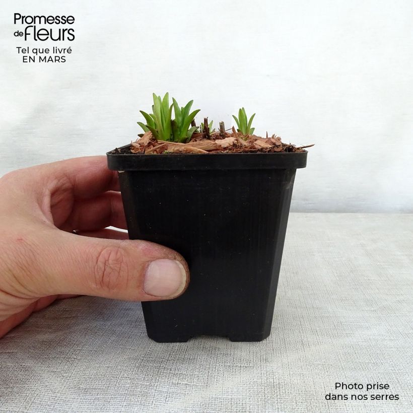 Exemplaar van Mimulus ringens - Maskerbloem Kweekpotje van 8/9 cm zoals geleverd in de lente