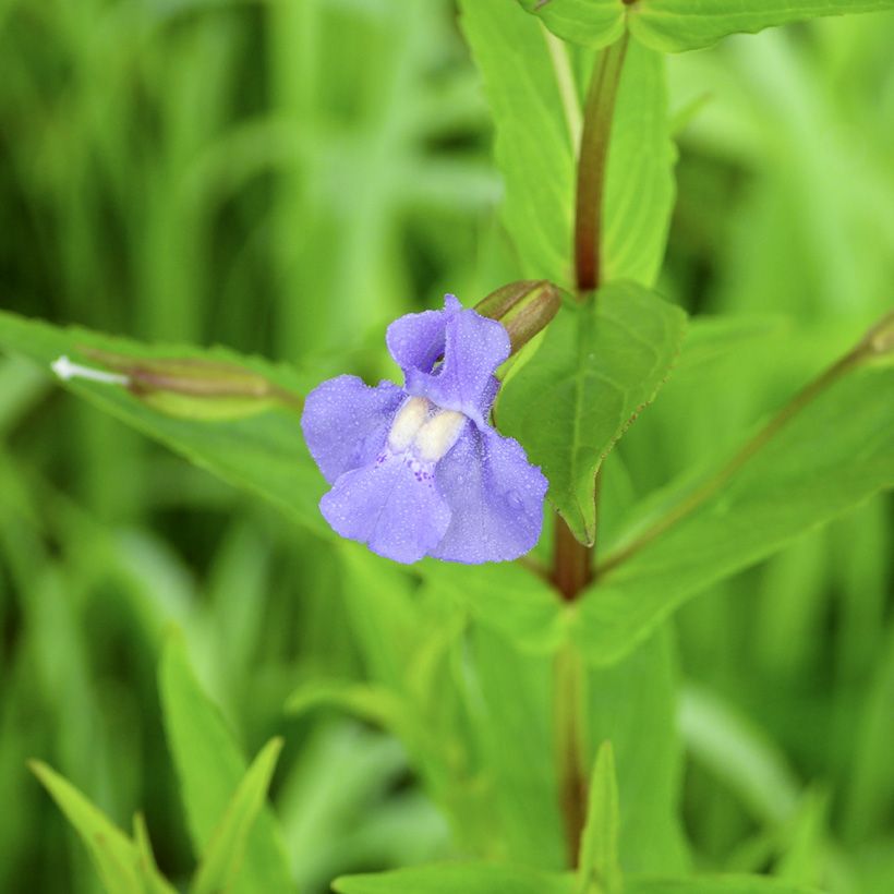Mimulus ringens - Maskerbloem (Bloei)