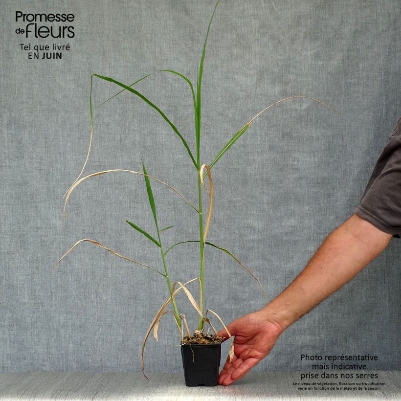 Exemplaar van Miscanthus giganteus - Prachtriet Kweekpotje van 8/9 cm zoals geleverd in de zomer