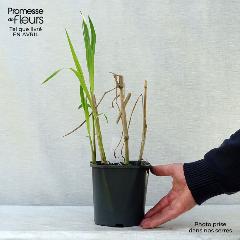 Exemplaar van Miscanthus giganteus - Prachtriet Pot van 2 l/3 l zoals geleverd in de lente