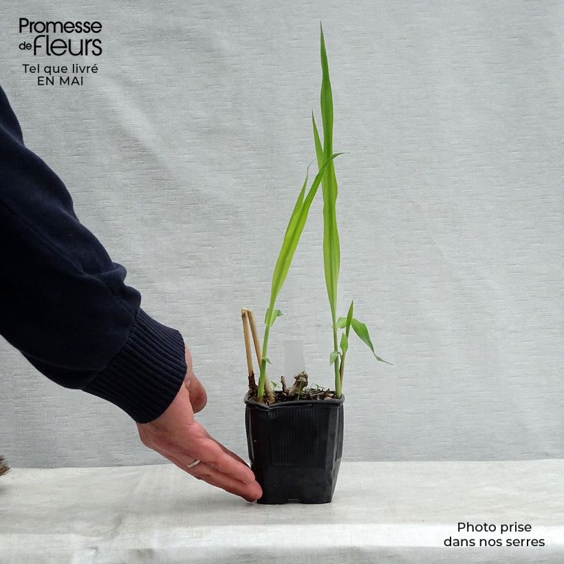 Exemplaar van Miscanthus giganteus - Prachtriet Kweekpotje van 8/9 cm zoals geleverd in de lente
