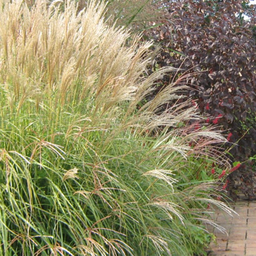 Miscanthus sinensis Yaku-Jima - Prachtriet (Flowering)
