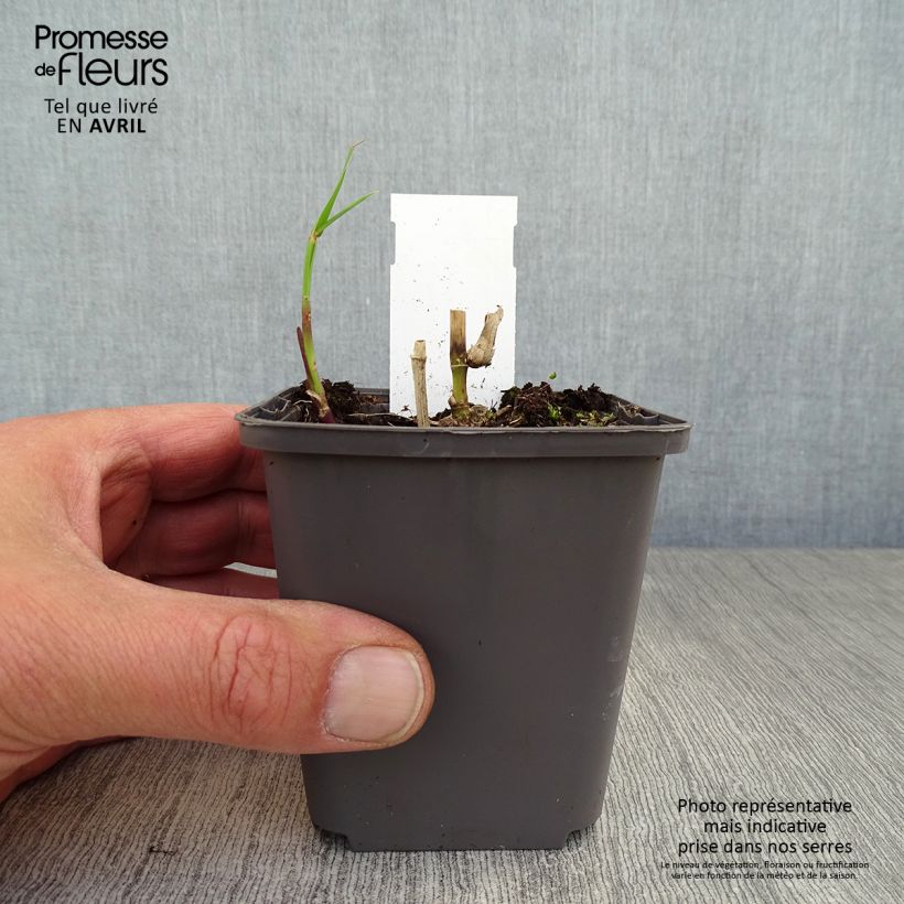 Exemplaar van Miscanthus floridulus - Prachtriet Kweekpotje van 8/9 cm zoals geleverd in de lente