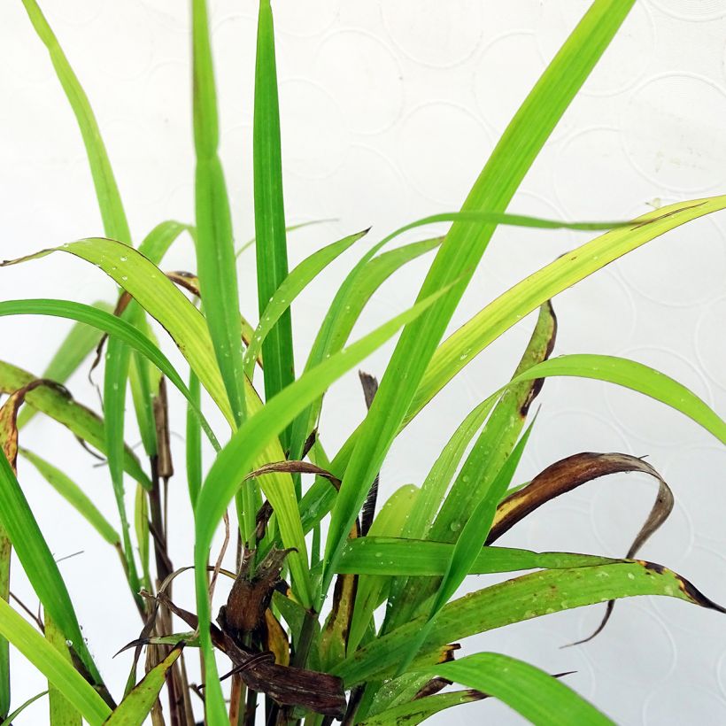 Miscanthus nepalensis - Prachtriet (Foliage)