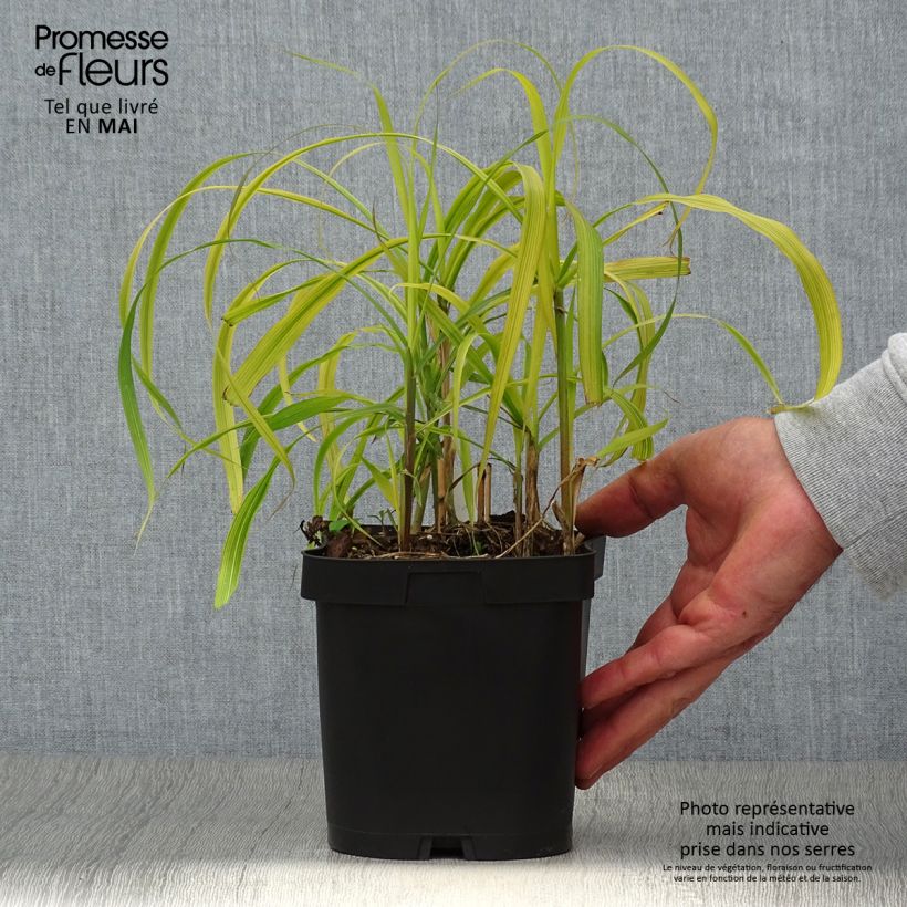 Exemplaar van Miscanthus sacchariflorus - Prachtriet Pot van 2 l/3 l zoals geleverd in de lente