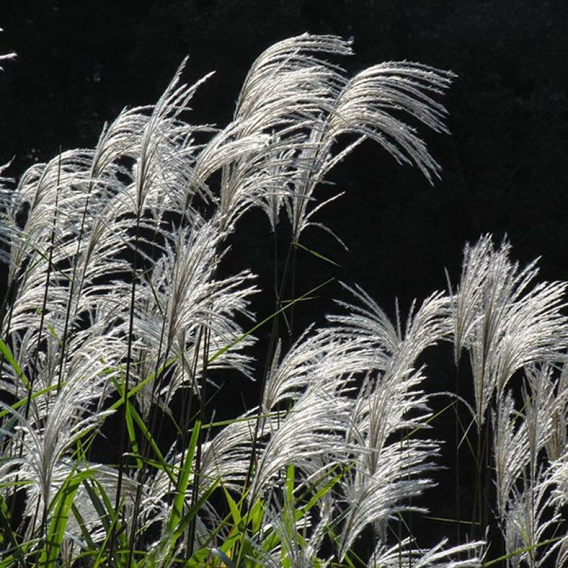Miscanthus sacchariflorus - Prachtriet (Flowering)