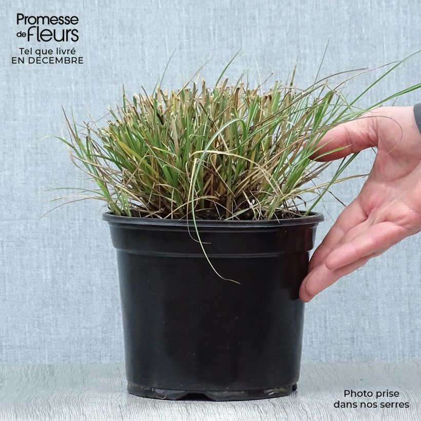 Example of Miscanthus sinensis Adagio - Prachtriet Pot van 2 l/3 l as you get in hiver