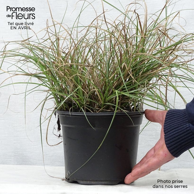 Exemplaar van Miscanthus sinensis Adagio - Prachtriet Pot van 2 l/3 l zoals geleverd in de lente
