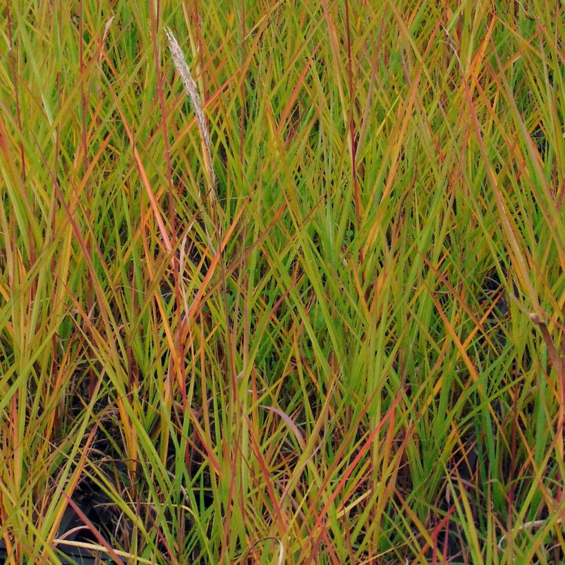 Miscanthus sinensis Afrika - Prachtriet (Foliage)