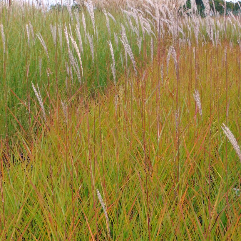 Miscanthus sinensis Afrika - Prachtriet (Flowering)