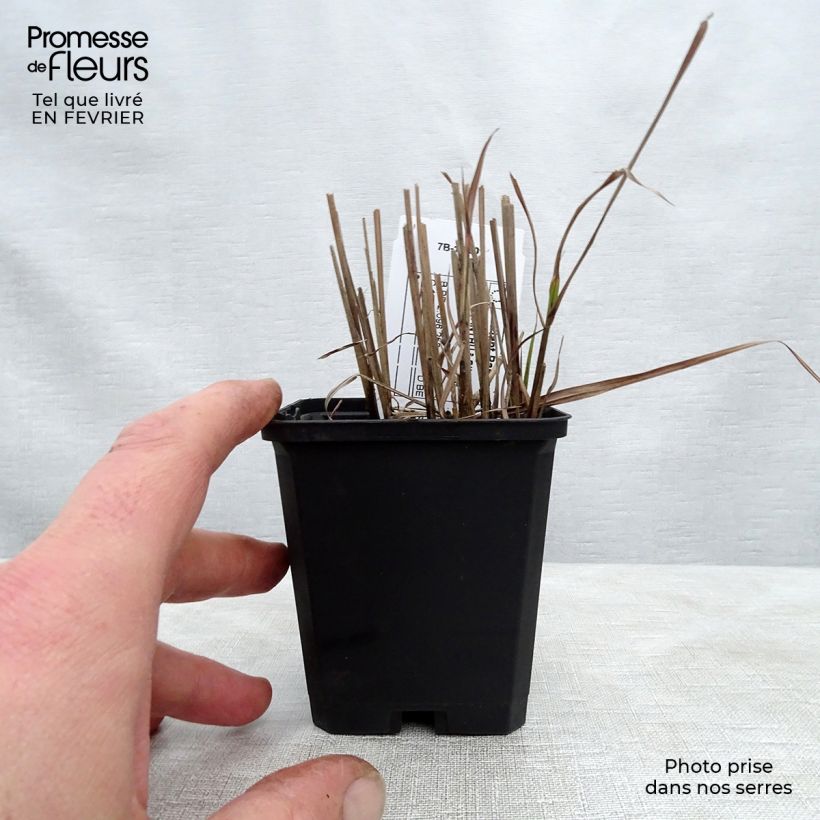 Example of Miscanthus sinensis Afrika - Eulalie - Roseau de Chine Kweekpotje van 8/9 cm as you get in hiver