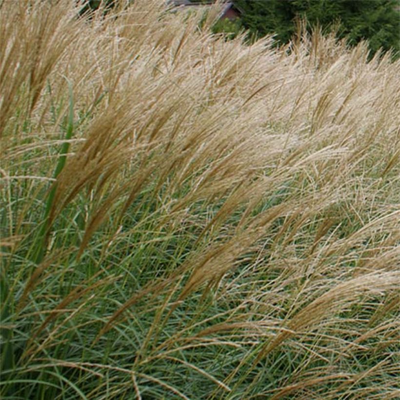 Miscanthus sinensis Arabesque - Prachtriet (Bloei)