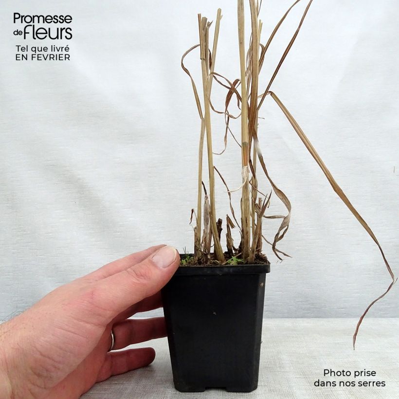 Exemplaar van Miscanthus sinensis August Feder - Prachtriet Kweekpotje van 8/9 cm zoals geleverd in de winter