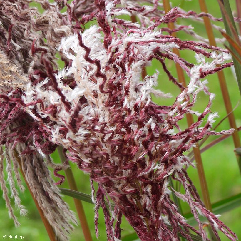 Miscanthus sinensis Boucle - Prachtriet (Bloei)