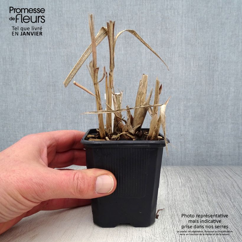 Example of Miscanthus sinensis Cabaret - Prachtriet Kweekpotje van 8/9 cm as you get in hiver