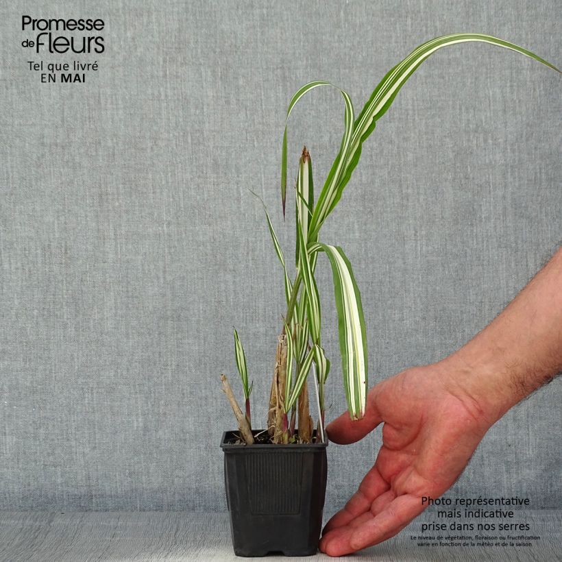 Exemplaar van Miscanthus sinensis Cabaret - Prachtriet Kweekpotje van 8/9 cm zoals geleverd in de lente