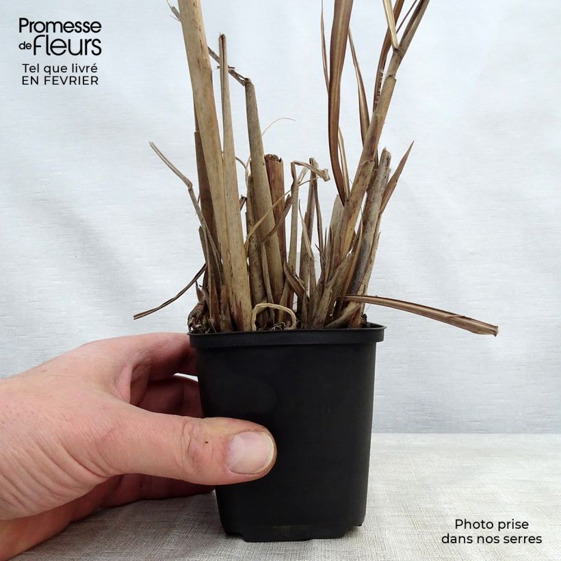 Example of Miscanthus sinensis China - Eulalie - Roseau de Chine Kweekpotje van 8/9 cm as you get in hiver