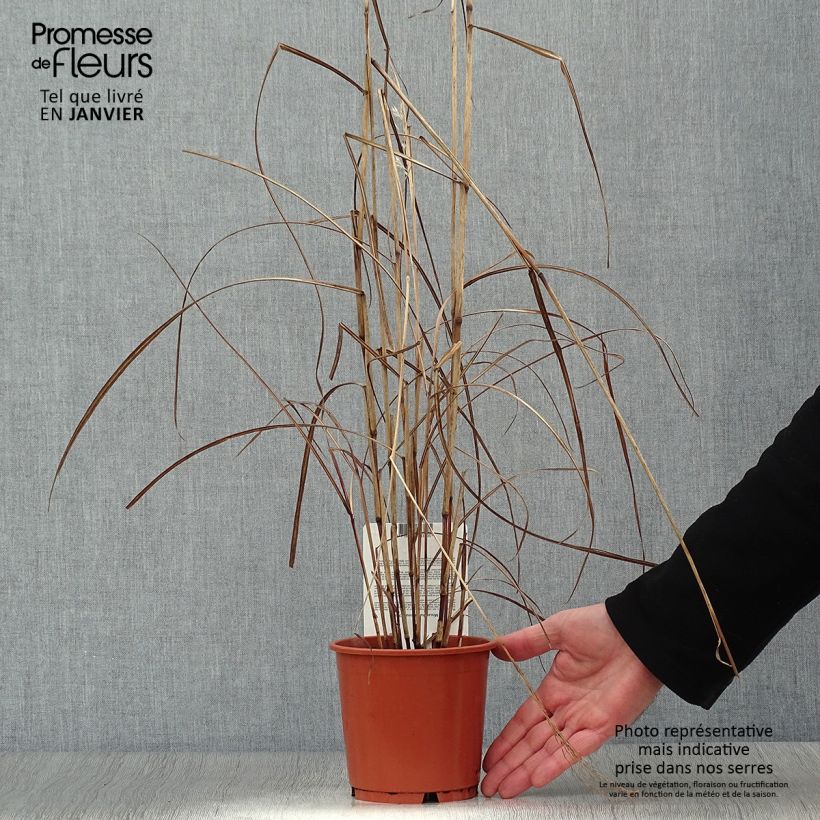 Example of Miscanthus sinensis China - Eulalie - Roseau de Chine Pot van 1 l/1,5 l as you get in hiver