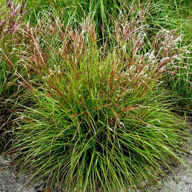 Miscanthus sinensis Cute One - Prachtriet (Plant habit)