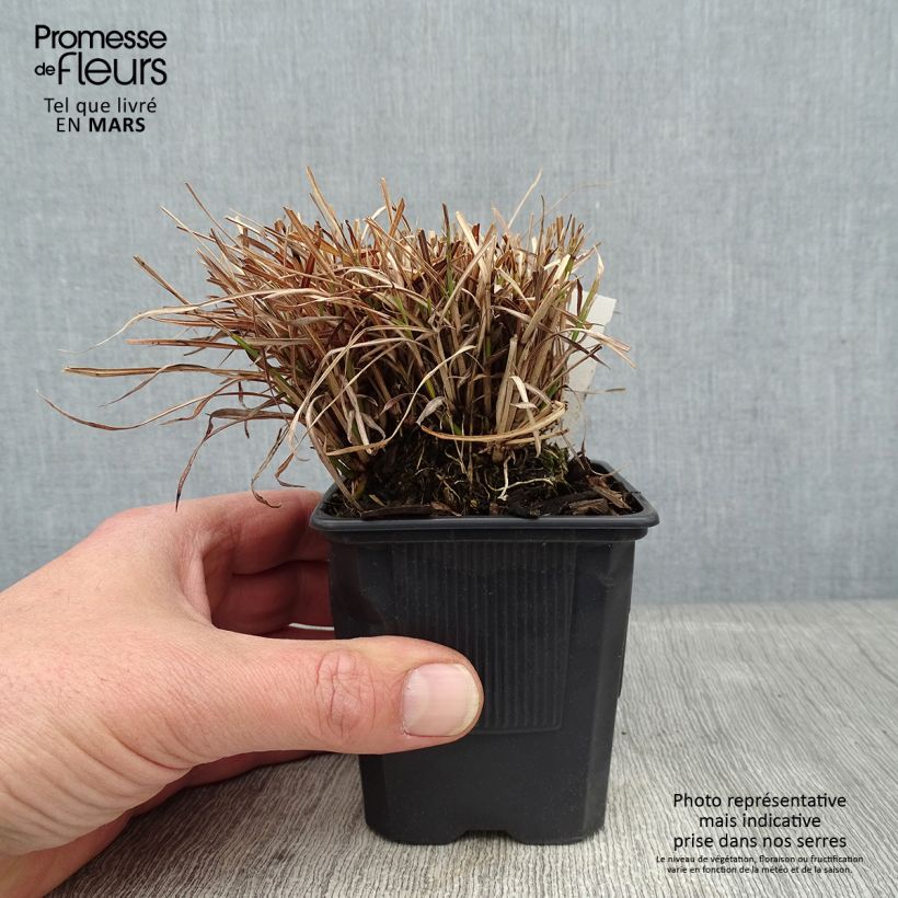 Example of Miscanthus sinensis Cute One - Roseau de Chine nain. Kweekpotje van 8/9 cm as you get in hiver