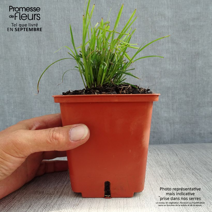Exemplaar van Miscanthus sinensis Cute One - Roseau de Chine nain. Pot de 1L/1,5L zoals geleverd in de herfst