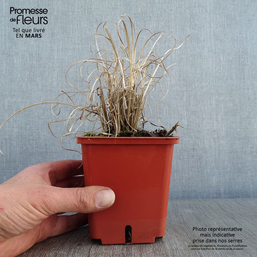 Example of Miscanthus sinensis Cute One - Roseau de Chine nain. Pot van 1 l/1,5 l as you get in hiver