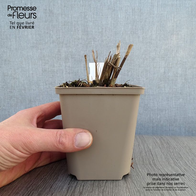 Example of Miscanthus sinensis Dronning Ingrid - Roseau de Chine Kweekpotje van 8/9 cm as you get in hiver