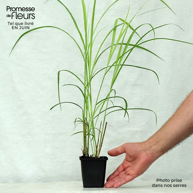 Exemplaar van Miscanthus sinensis Dronning Ingrid - Prachtriet Kweekpotje van 8/9 cm zoals geleverd in de zomer