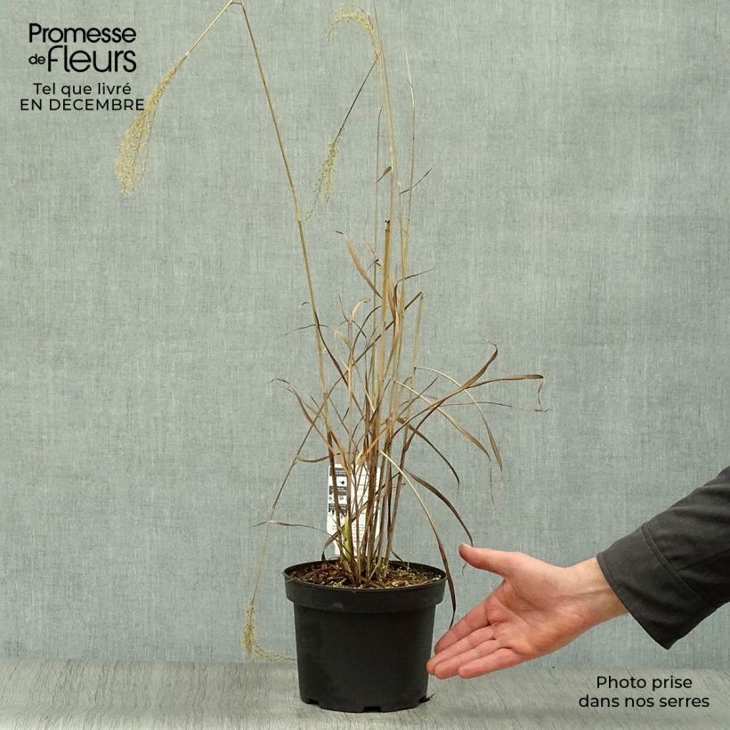 Example of Miscanthus sinensis Dronning Ingrid - Roseau de Chine Pot van 1,5 l/2 l as you get in hiver
