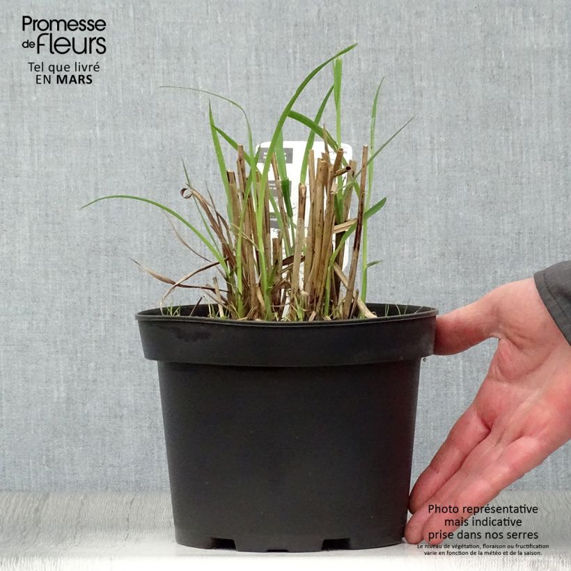 Exemplaar van Miscanthus sinensis Dronning Ingrid - Prachtriet Pot van 1,5 l/2 l zoals geleverd in de lente