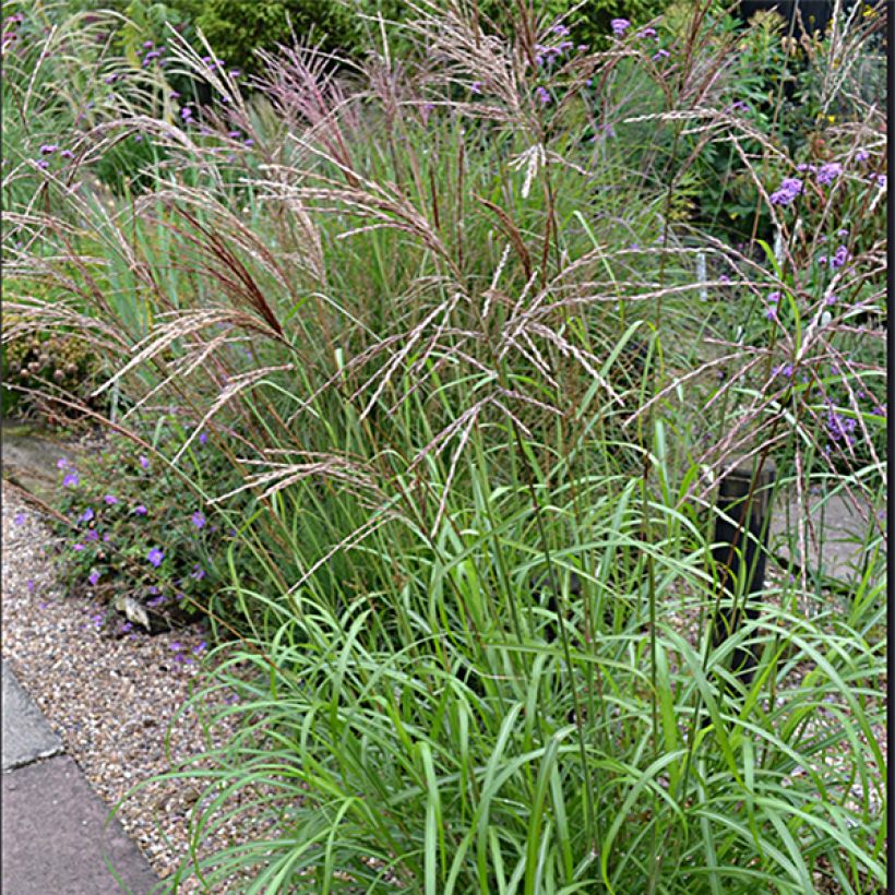 Miscanthus sinensis Emmanuel Lepage - Prachtriet (Flowering)