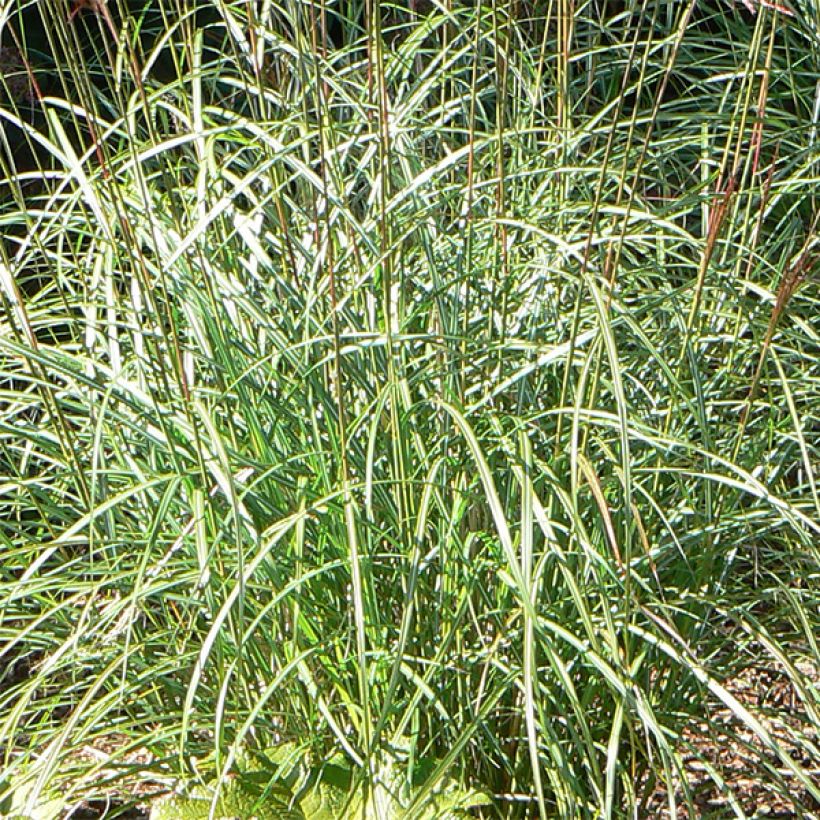 Miscanthus sinensis Ferner Osten - Prachtriet (Foliage)