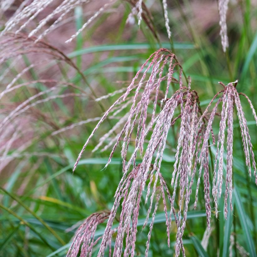 Miscanthus sinensis Flamingo - Prachtriet (Bloei)